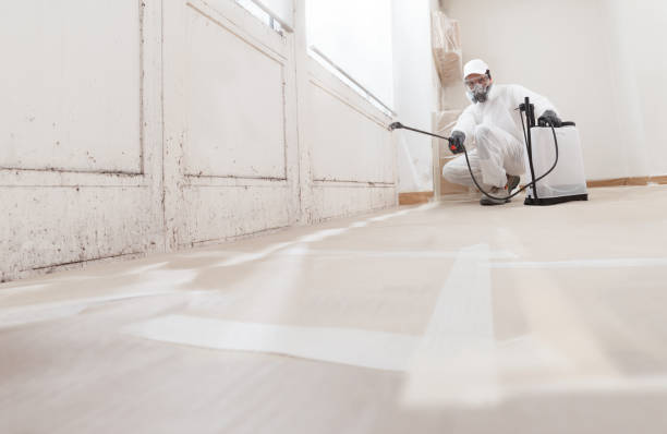 24/7 Emergency Basement Mold Remediation experts in East Jordan, MI