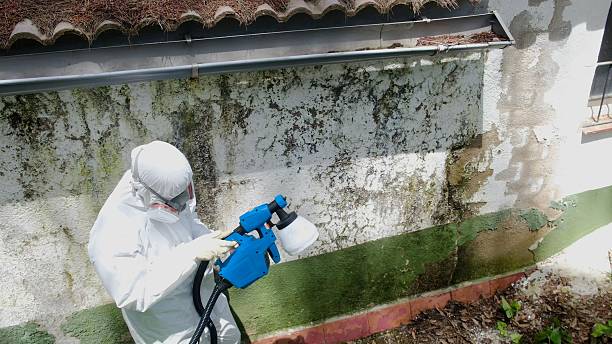 Top rated local Basement Mold Remediation specialists in East Jordan, MI